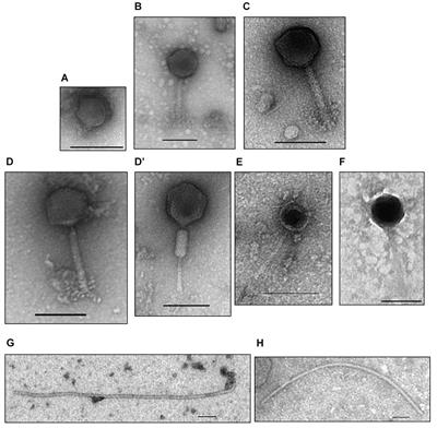 Diversity of Sinorhizobium (Ensifer) meliloti Bacteriophages in the Rhizosphere of Medicago marina: Myoviruses, Filamentous and N4-Like Podovirus